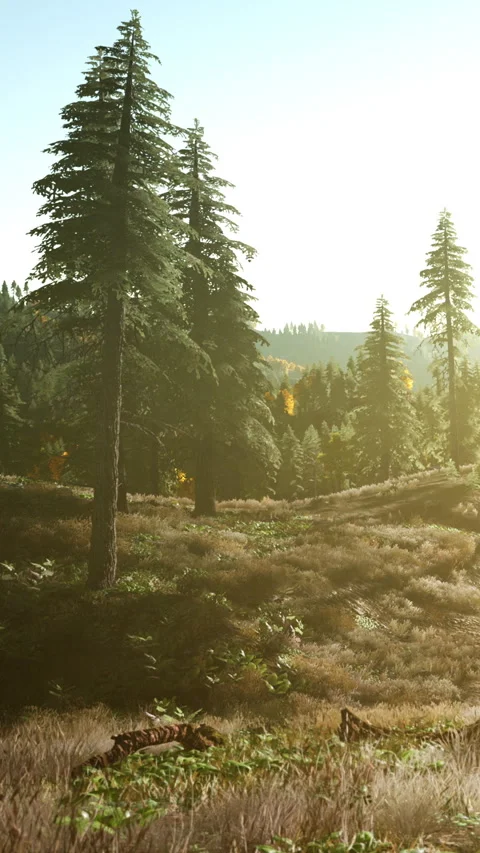 Sun shines over forest with tall trees and grass in early morning Stock Footage 341988336