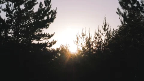 Sun shines over silhouettes of pine trees in forest, summer sunset Video stock 90553207