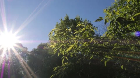 The sun shines in the park through the green leaves of the trees Stock Footage 197303464