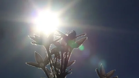 Sun shines on Penta flowers Video stock 33227794