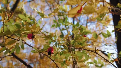 Sun shines on small shrub with red rosehips, closeup detail. Rosa Canina - dog Stock Footage 156540416