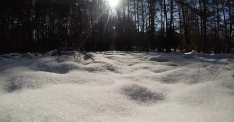 The sun shines on the snow field in front of pine forest Stock Footage 46850720