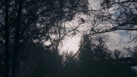 The sun shines softly through tree branches without leaves Stock Footage 126932003