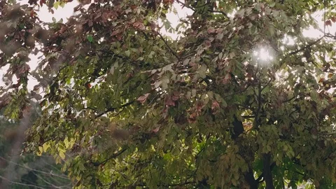 The sun shines softly through tree branches with green leaves Stock Footage 126932736