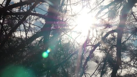 The sun shines with sunbeams through the branches and leaves of trees in a pine Stock Footage 244027207