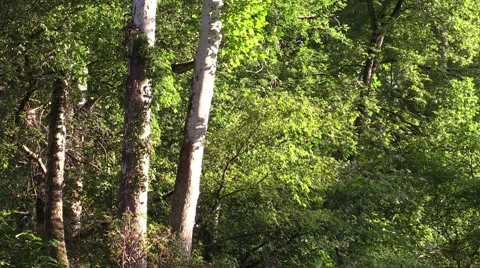 Sun shines on sycamore trees Stock Footage 54395625