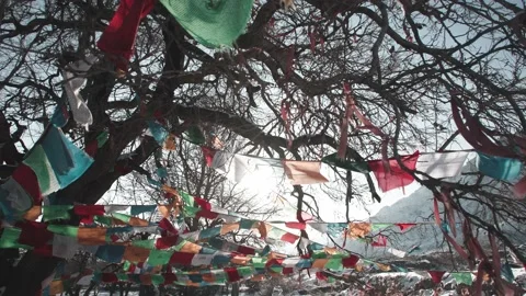 The sun shines through the ancient trees to pray - prayer flags flutter Stock Footage 233590503