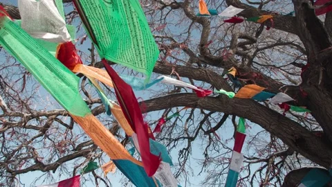 The sun shines through the ancient trees and the prayer flags flutter 動画素材 233599640