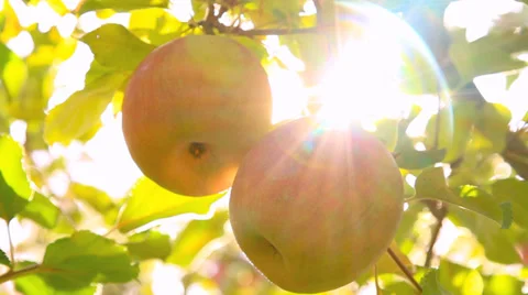 The sun shines through the apple tree. Stock-Footage 32903876