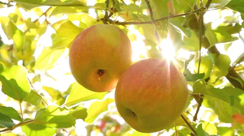 The sun shines through the apple tree. Stock Footage 32904074