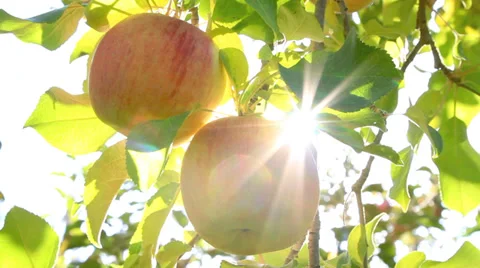 The sun shines through the apple tree. Stock Footage 32904134