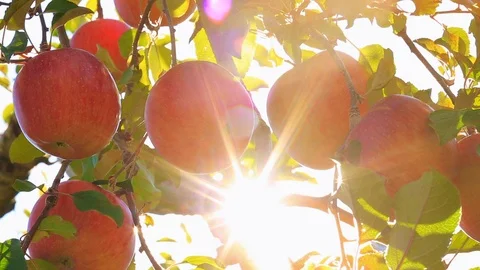 The sun shines through the apple tree. Stock Footage 97728411