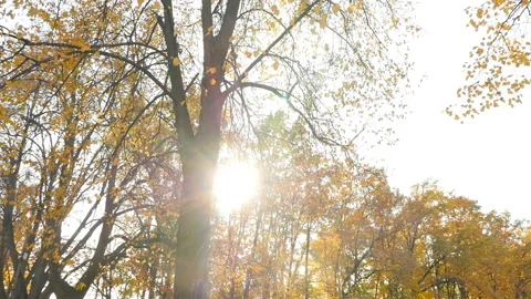 The sun shines through the autumn trees. Yellow leaves. A picturesque place Stock Footage 120300275