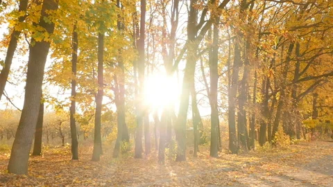 The sun shines through the autumn trees in the forest. Camera in motion Stock Footage 126296803