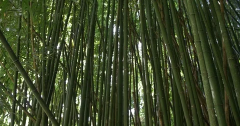 Sun shines through bamboo forest at the Alishan National Scenic Area in Taiwan. Video stock 120221858