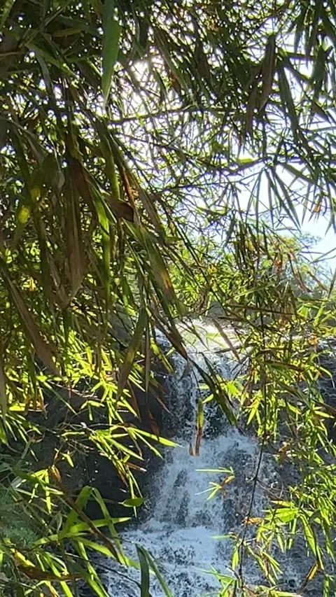 Sun Shines Through Bamboo Leaves, Man Explores Waterfall, Vertical Pan Shot Stock-Footage 324769358