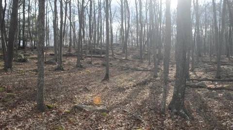 Sun shines through bare winter trees on a cold December afternoon 動画素材 58625849