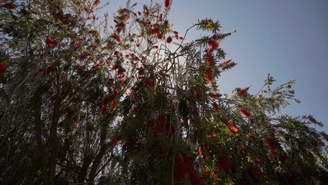 The sun shines through a beautiful red flower bush. Video stock 92154175