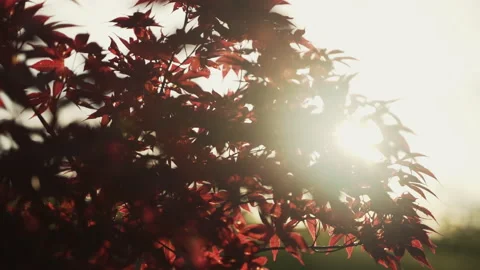 The Sun Shines Through Beautiful Red Leaves Stock Footage 221218224