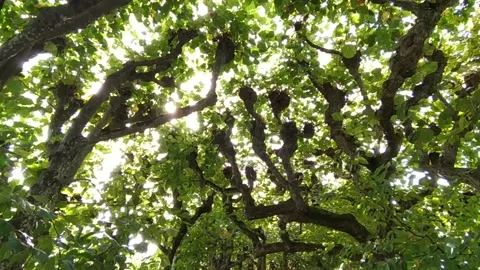 The sun shines through beautiful tree branches Stock Footage 213945770