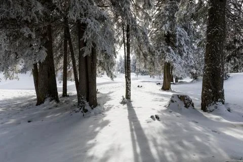 The sun shines through between two fir trees in a winter landscape Foto stock