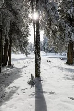 The sun shines through between two fir trees in a winter landscape Foto stock