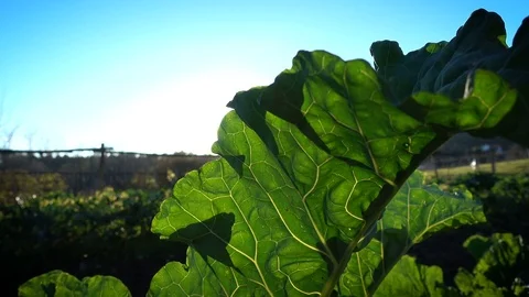 Sun shines through big leaf of collard plant growing on a field Stock Footage 71026763
