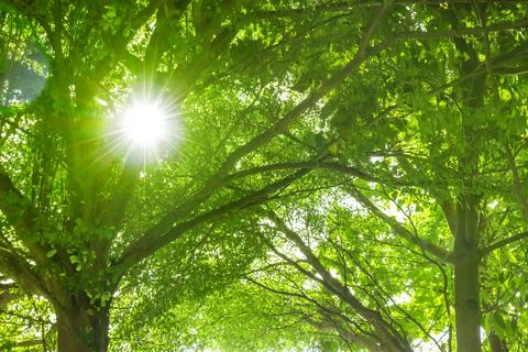 The sun shines through the big trees in nature.,group of big green trees Stock Photos