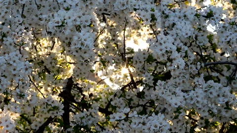 The sun shines through the blossoming cherry plum tree Vídeos de archivo 107444746