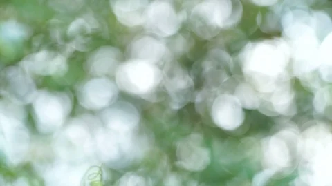 Sun shines through blowing on wind green leaves. 스톡 동영상 88624484