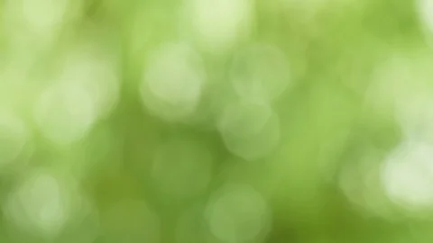 Sun shines through blowing on wind green leaves. Out of focus video footage. Video stock 94439980