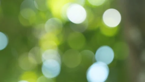 Sun shines through blowing on wind green leaves Stock Footage 97868292