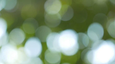 Sun shines through blowing on wind green leaves Video stock 97868376