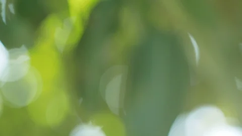 Sun shines through blowing on wind green leaves Stock Footage 97868652