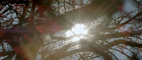 Sun shines through boughs Stock Footage 120937204
