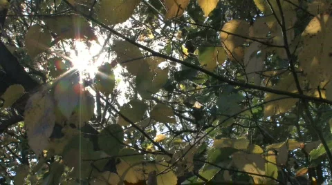 Sun Shines Through Branches 1 Stock Footage 280963