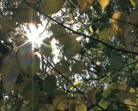 Sun Shines Through Branches 1 Video stock 284856