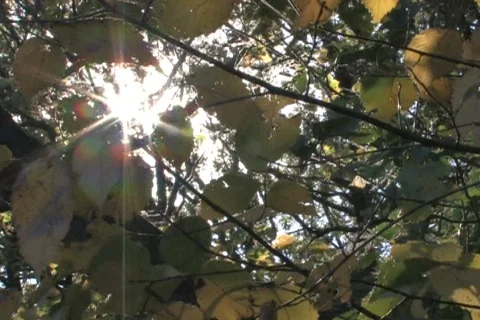 Sun Shines Through Branches 1 Stock Footage 285242