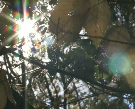 Sun Shines Through Branches 2 Stock Footage 284861