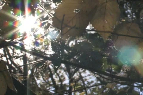 Sun Shines Through Branches 2 Video stock 285246