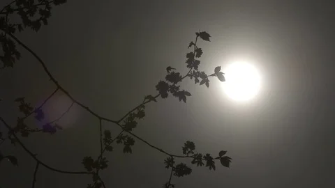 Sun shines through branches 2 Video stock 84267143