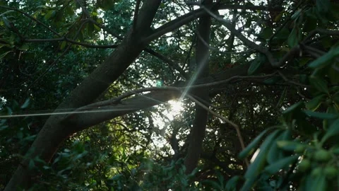 Sun shines through branches and leafs in forest Stock Footage 130419160