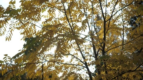 The sun shines through the branches of an autumn tree with yellow leaves Stock Footage 151014309