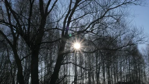 The sun shines through the branches of bare trees Stock Footage 182423895