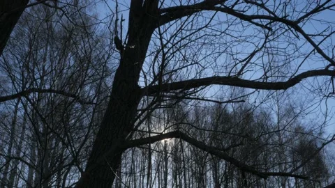The sun shines through the branches of bare trees Stock Footage 182424043