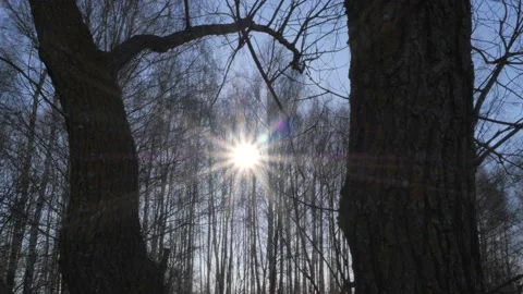 The sun shines through the branches of bare trees Stock Footage 183364662