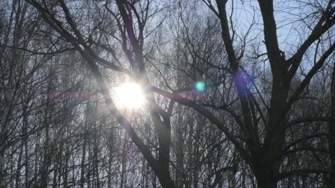 The sun shines through the branches of bare trees Stock Footage 183364800