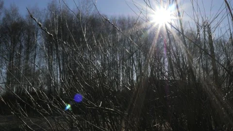 The sun shines through the branches of bare trees Stock Footage 183365234