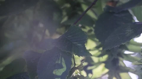 Sun shines through branches with a beautiful light flare Stock Footage 166304935