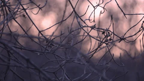 Sun shines through branches. Early spring or late autumn. Stock Footage 234231520